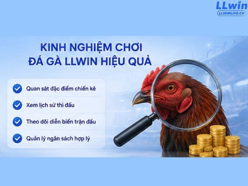 Kinh nghiệm chơi đá gà LLWIN hiệu quả